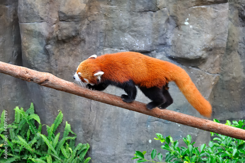 Foto: panda roux sur une branche 2 panda roux sur une branche 2