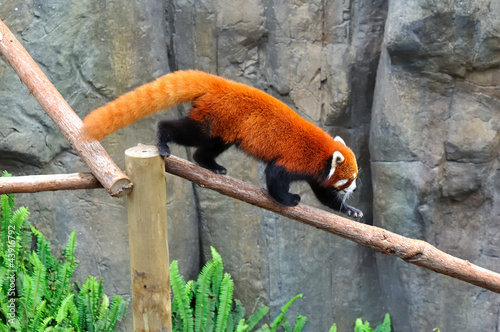 Photo: panda roux sur une branche panda roux sur une branche