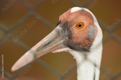 Photo: white napped crane white napped crane