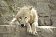 Young wolf