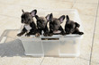 Dogs in a box