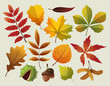 A collection of colorful autumn leaf designes.