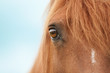 Pferdeauge