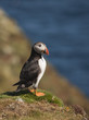 Puffin