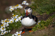 Puffin