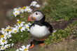 Puffin