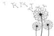 dandelion