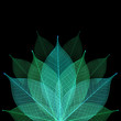 Skeleton leaf abstract background