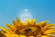 old light bulb and sunflower