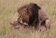 Photo: Löwenliebe Löwenliebe