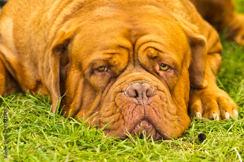 Photo: Dogue De Bordeaux Dogue De Bordeaux