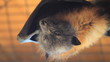 Rousettus aegyptiacus. A family of bats. Night fliers