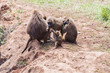 Baboon