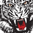 Vector: Sketch of tiger. Vector illustration Sketch of tiger. Vector illustration
