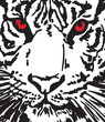Vector: Sketch of white tiger. Vector illustration Sketch of white tiger. Vector illustration