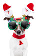 christmas  dog