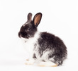 Rabbit isolated on a white background