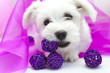 Bichon maltais