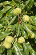 Sweet chestnuts