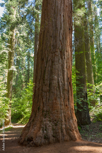 Photo: Yosemite National Park - Mariposa Grove Redwoods Yosemite National Park - Mariposa Grove Redwoods
