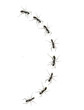 ant in line