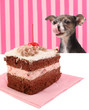 Foto: Dog staring at cherry chocolate cake Dog staring at cherry chocolate cake
