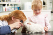 Veterinary Surgeon Examining Child's Guinea Pig In Surgery