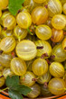 gooseberry background