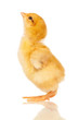 Little chicken