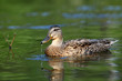 Female mallard duck