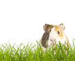 guinea