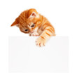 Red kitten