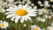 Daisies in the Grass
