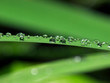 Waterdrops