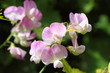 everlasting sweet pea