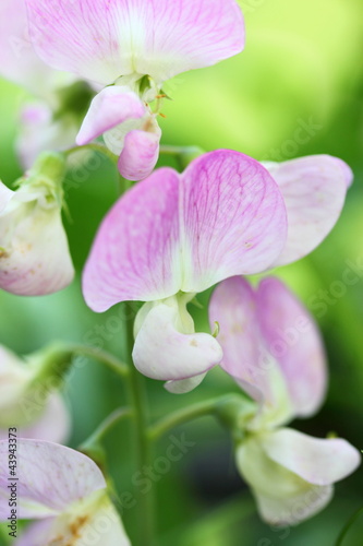 Photo: everlasting sweet pea everlasting sweet pea