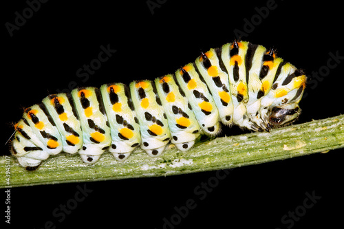 Photo: Caterpillar of swallowtail isolated on black / Papilio machaon Caterpillar of swallowtail isolated on black / Papilio machaon
