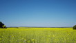 Field of yellow oilseed rape,  summertime