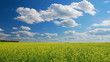 Field of yellow oilseed rape,  summertime
