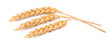 wheat on white