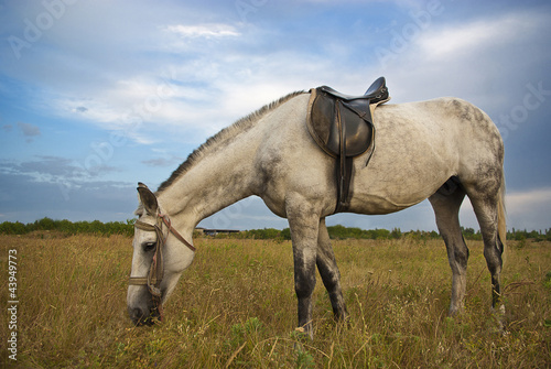 Photo: Gray horse Gray horse
