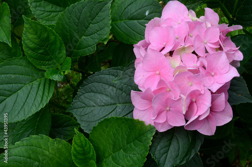 Foto: rosa Hortensien Blüten rosa Hortensien Blüten