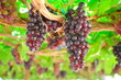 Seedless grapes