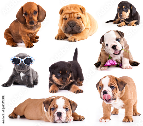 Photo: Puppies of different breeds Puppies of different breeds