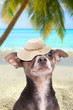 Dog in paradise beach with hat