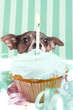 Sneaky cupcake dog