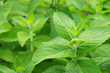 Apfelminze - Mentha villosa 01