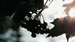 Grapes of ash and glare of the sun