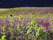 Foto: blumenfeld blumenfeld