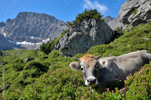 Photo: Jungrind und Alpenrosen im Hochgebirge Jungrind und Alpenrosen im Hochgebirge